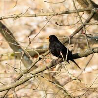 без име ( ID=2577766 ); Няма коментари