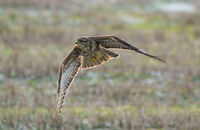 без име ( ID=2577780 ); Коментари:3