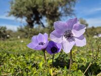 без име ( ID=2577792 ); Коментари:4