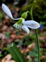 без име ( ID=2577794 ); Коментари:6