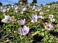 без име ( ID=2577796 ); Коментари:1