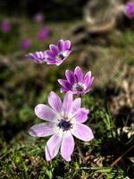 без име ( ID=2577797 ); Коментари:5