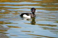 Мъжки черноглав потапник; No comments