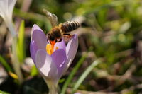 Медоносна пчела; Коментари:9