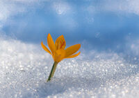 без име ( ID=2577810 ); Няма коментари