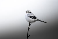 no name ( ID=2577815 ); comments:2