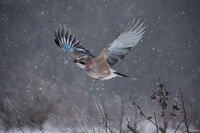 Сойка; comments:7