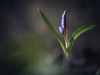 Първият шепот на пролетта; comments:8