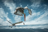 Под пеликаниге; comments:3