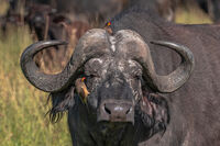 Санитарен полуден; comments:6