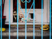 И една котка...; Няма коментари