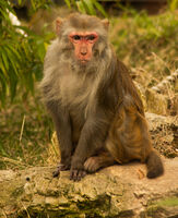 Я не ме занимавайте; Коментари:5