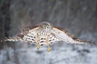 Голям ястреб; comments:6