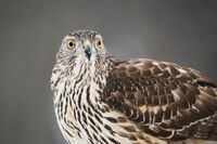 Голям ястреб; No comments