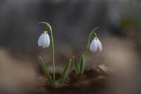 no name ( ID=2578137 ); comments:5