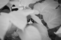 Скрито мяу / A secret meow; comments:2