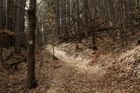 Вълшебна гора; Коментари:1