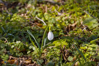 диво кокиче; comments:1