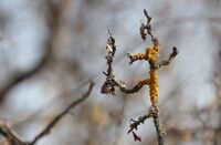 Напред!; Няма коментари