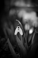 без име ( ID=2578178 ); Коментари:1