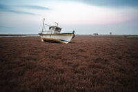 без име ( ID=2578205 ); Коментари:1