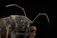 без име ( ID=2578231 ); Коментари:4