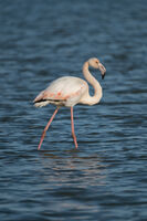 Розово фламинго; Няма коментари