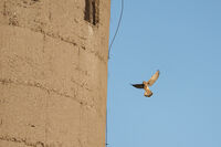 Керкенез; comments:2