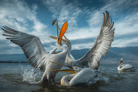 Борба между пеликани; Коментари:2