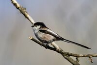 Дългоопашат синигер; comments:2