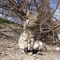 Котка №115; comments:4