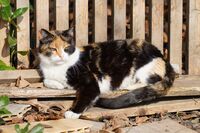 Котка №116; comments:3