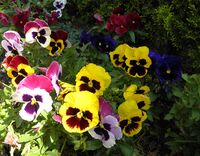 без име ( ID=2578263 ); Коментари:5