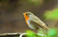 no name ( ID=2578274 ); comments:3