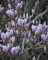 Пролет ли е вече?; Коментари:5