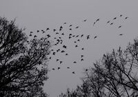 без име ( ID=2578391 ); Коментари:6