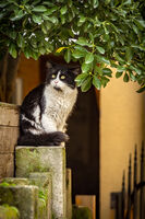 ***; Няма коментари