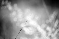 без име ( ID=2578408 ); Коментари:2