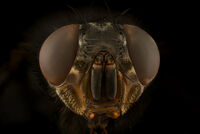 без име ( ID=2578421 ); Коментари:2