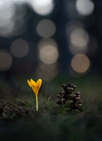 По залеза цъфтя ...; Няма коментари