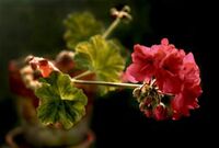 „От моята майка … ”; comments:4