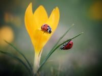 без име ( ID=2578444 ); Коментари:12