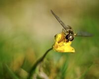 мухичка; Коментари:1