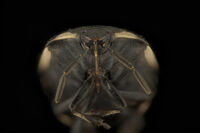 Шестпетнистата земна дървеница (Tritomegas sexmaculatus).; Коментари:3