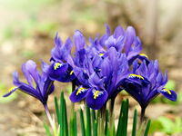 Пролетно; Коментари:6