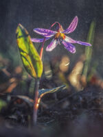 без име ( ID=2578479 ); Коментари:5