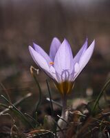 без име ( ID=2578496 ); Коментари:4