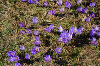 Минзухари.; Коментари:2