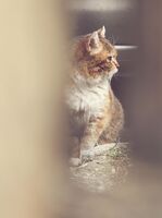 коте; comments:1