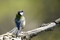 Голям синигер; Коментари:2